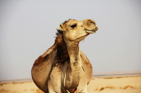 Camel